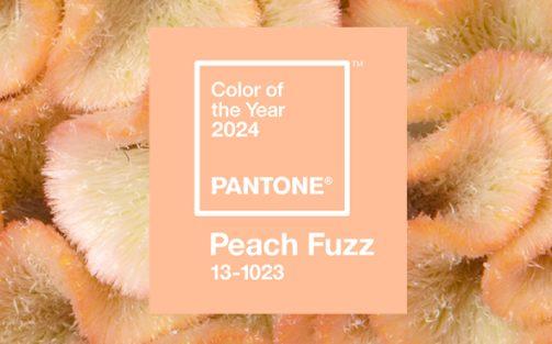 Peach Fuzz • Pantone Colour of the Year 2024