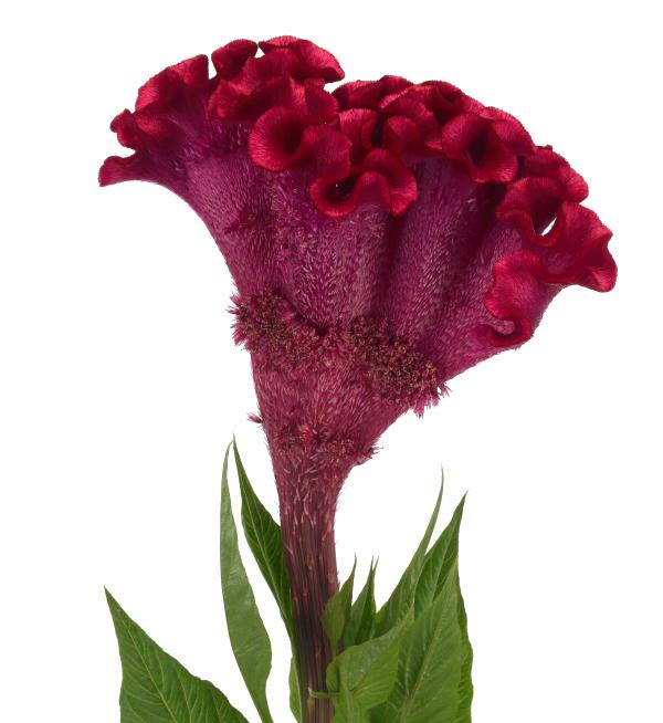 Celosia argentea cristata Turbo Scarlet