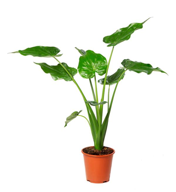 Alocasia cucullata