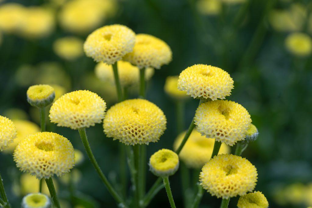 Tanacetum parthenium Amazone