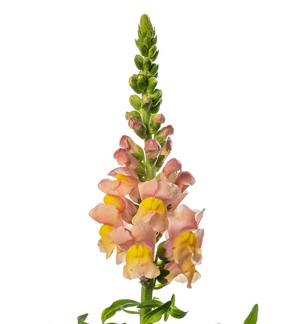 Antirrhinum majus F1 Avignon Apricot II