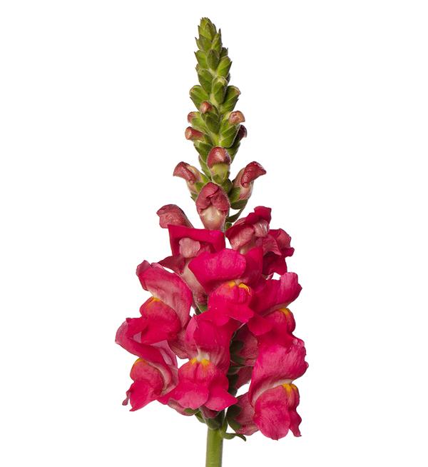 Antirrhinum majus F1 Avignon Deep Rose II
