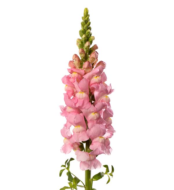 Antirrhinum majus F1 Avignon Light Rose II