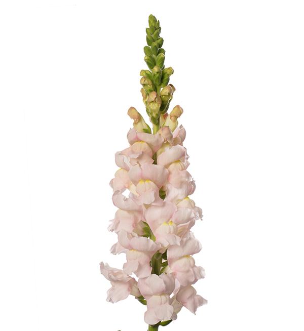 Antirrhinum majus F1 Avignon Silver II