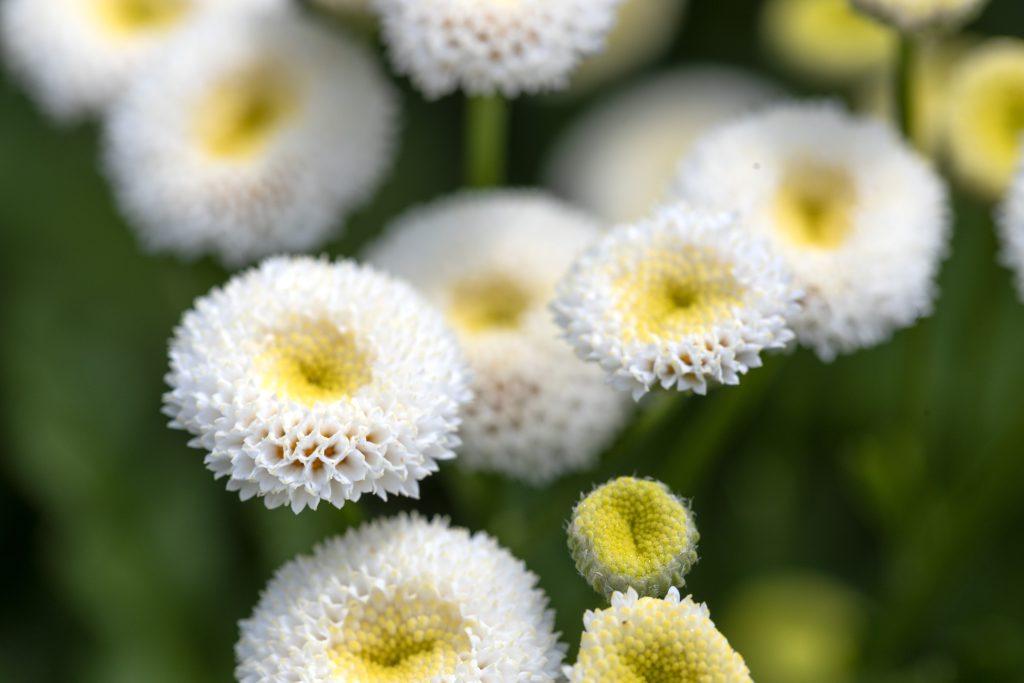 Tanacetum parthenium Baya®