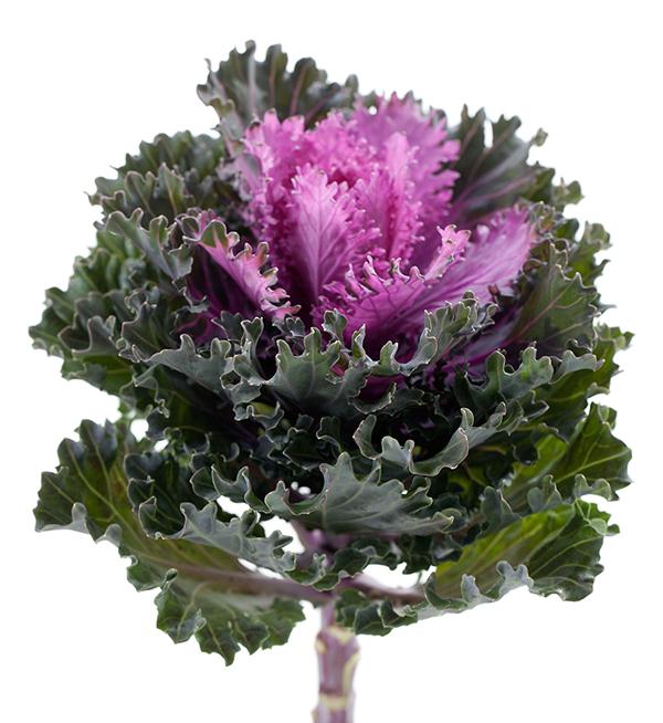 Brassica oleracea F1 Empire Kysia