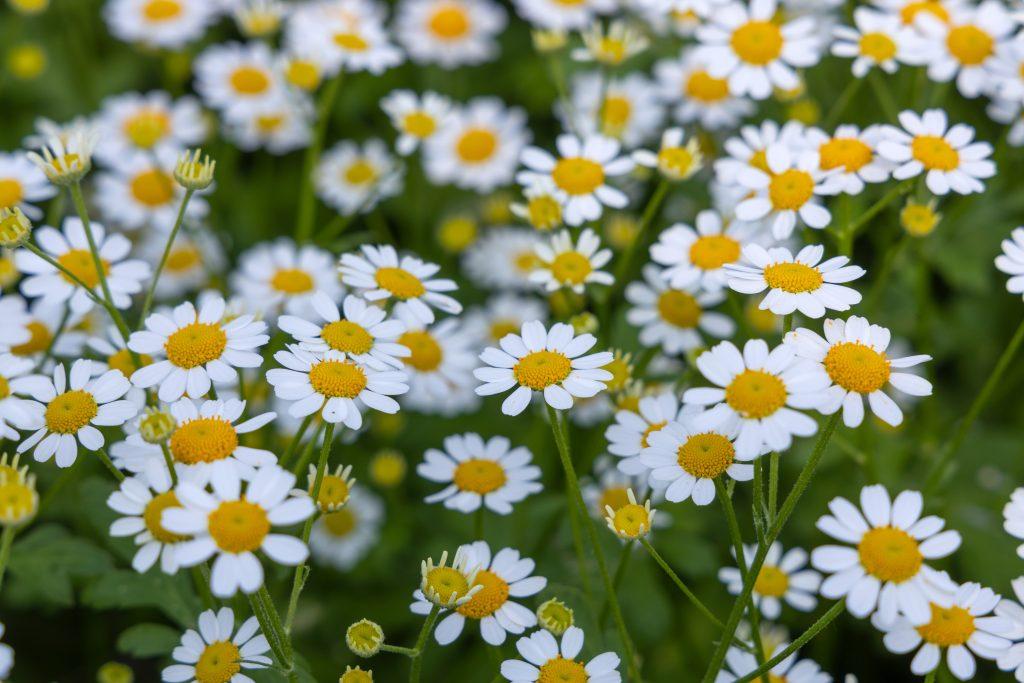 Tanacetum parthenium Campagne