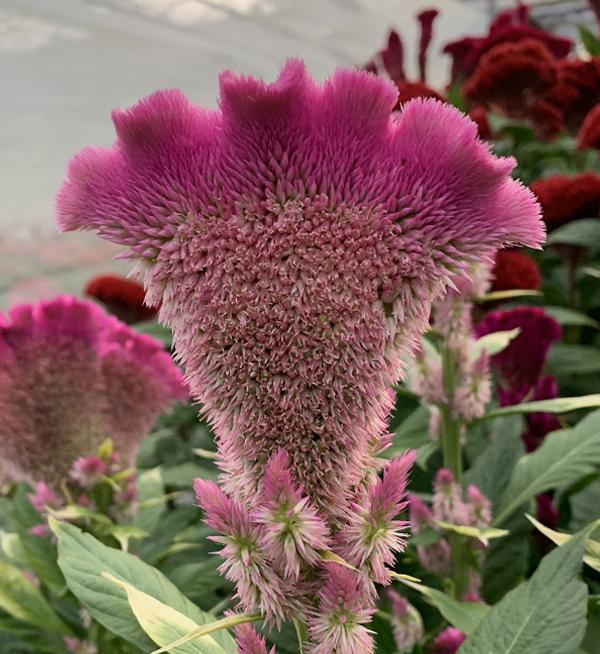 Celosia argentea cristata Martine Pink