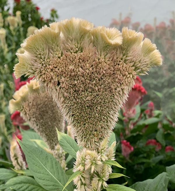 Celosia argentea cristata Martine Salmon