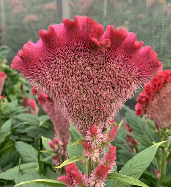 Celosia argentea cristata Martine Scarlet