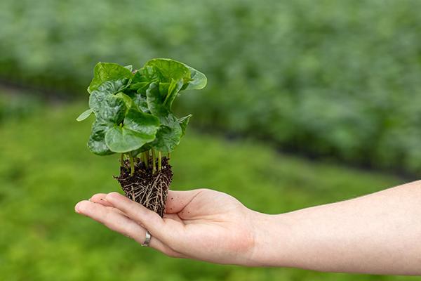 Tropical excellence from seed: Evanthia’s 20 must-haves for the growers of tomorrow