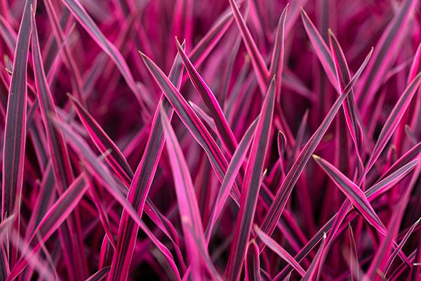 Eindeloze mogelijkheden met groene planten: Focus op koele teelt