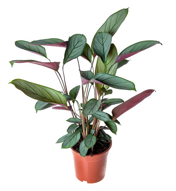 Ctenanthe Silver