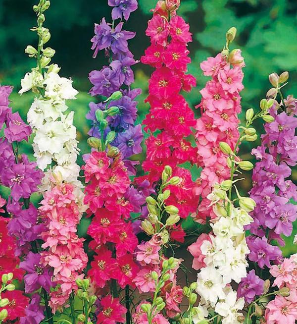 Delphinium consolida Qis® Formula Mixture