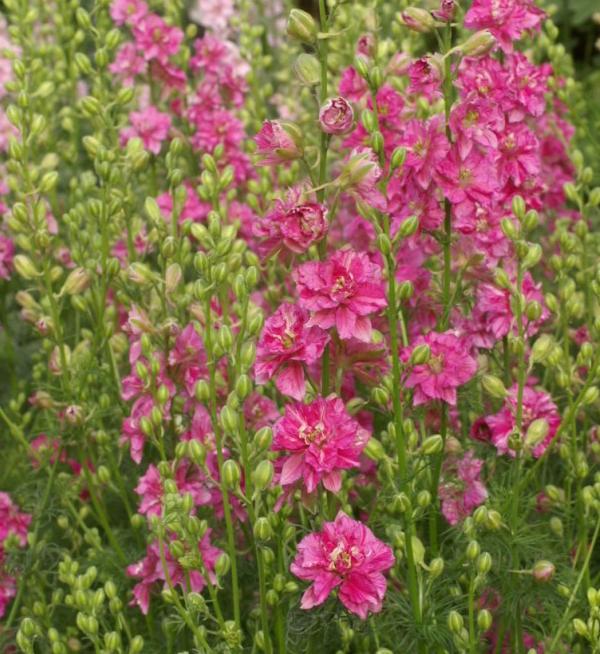 Delphinium consolida Qis® Carmine
