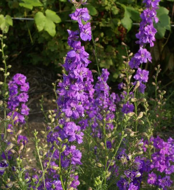 Qis® Lilac