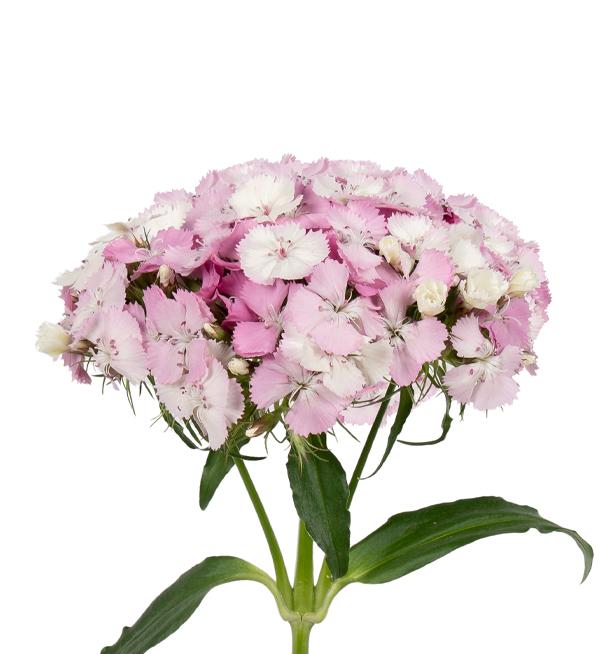 Barbienne Appleblossom 