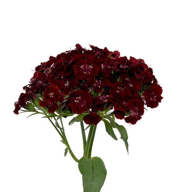 Barbienne Burgundy 
