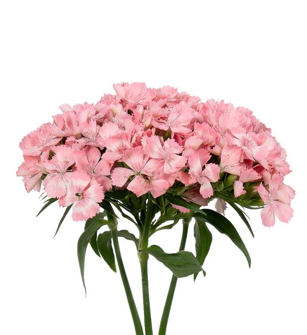 Barbienne Pink