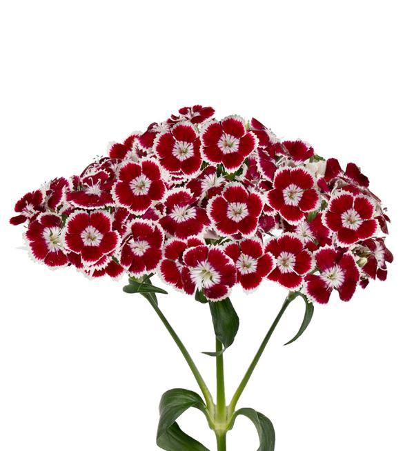 Barbienne Red White 