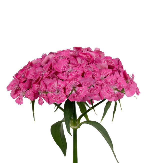 Barbienne Rose 