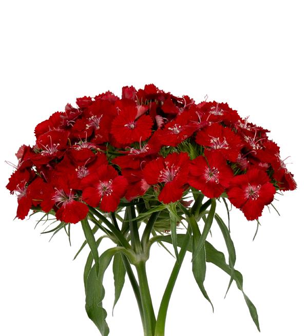 Barbienne Scarlet 