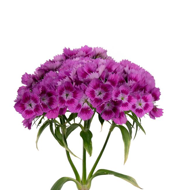 Barbienne Violet 