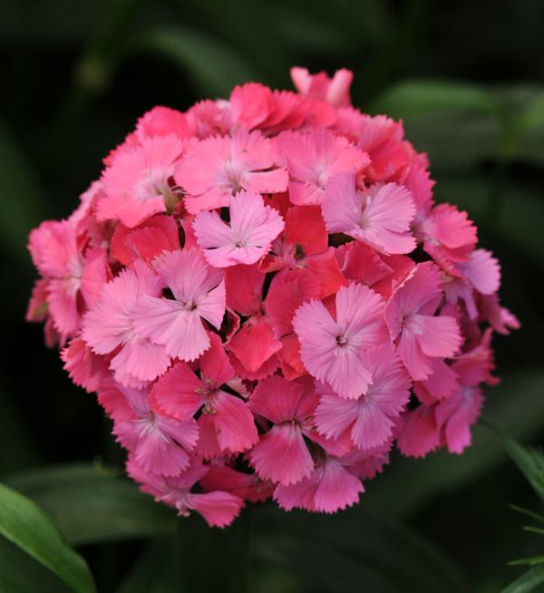 Dianthus barbatus F1 Sweet™ Deep Pink Maxine
