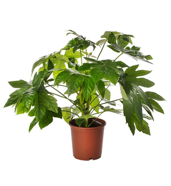 Fatsia japonica
