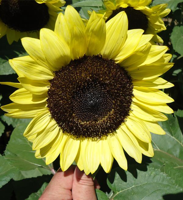 Helianthus annuus F1 ProCut® Lemon