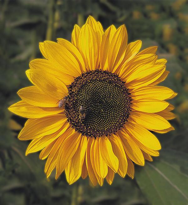 Helianthus annuus Sonja®