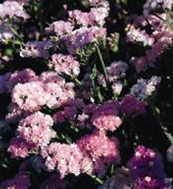 Qis® Soft pastel shades