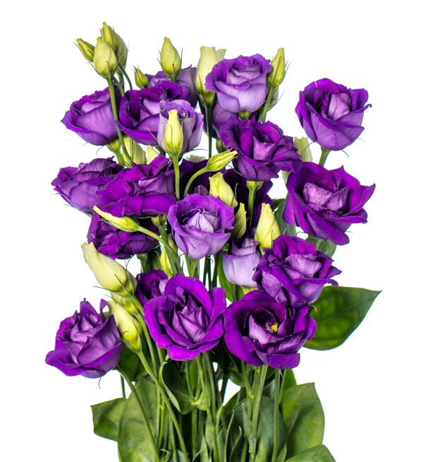 Eustoma russellianum F1 LisAdora® Deep Blue III