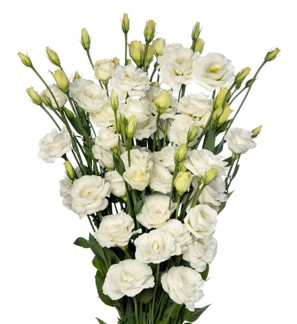 Eustoma russellianum F1 LisAdora® Pure White III