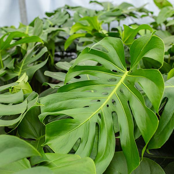 Monstera deliciosa Tauerii