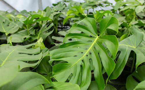 Een goede start met Monstera zaden en jonge planten van Evanthia
