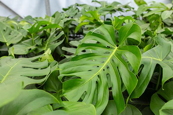 een-goede-start-met-monstera-zaden-van-evanthia