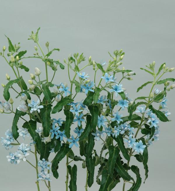 Blue Double Mix
