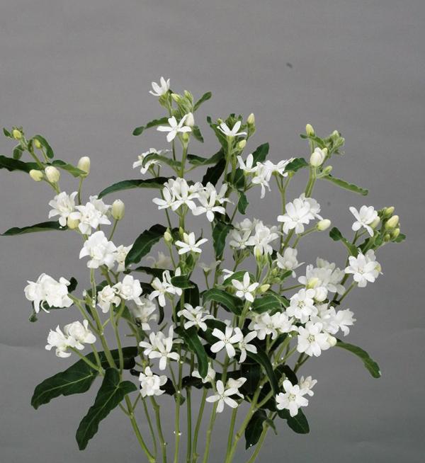 Oxypetalum coeruleum Pint White Double mix