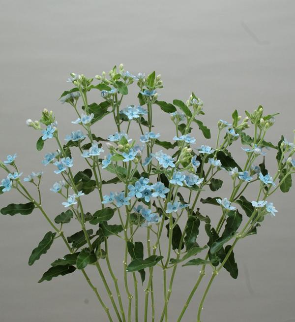 Pure Blue