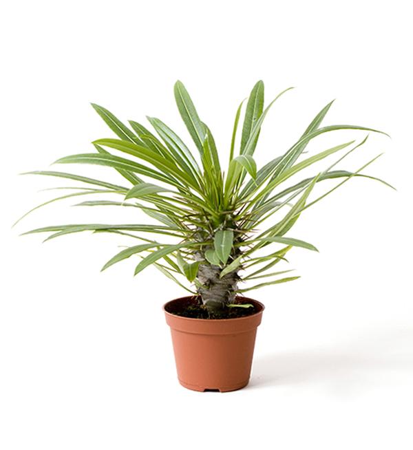 Pachypodium lamerei