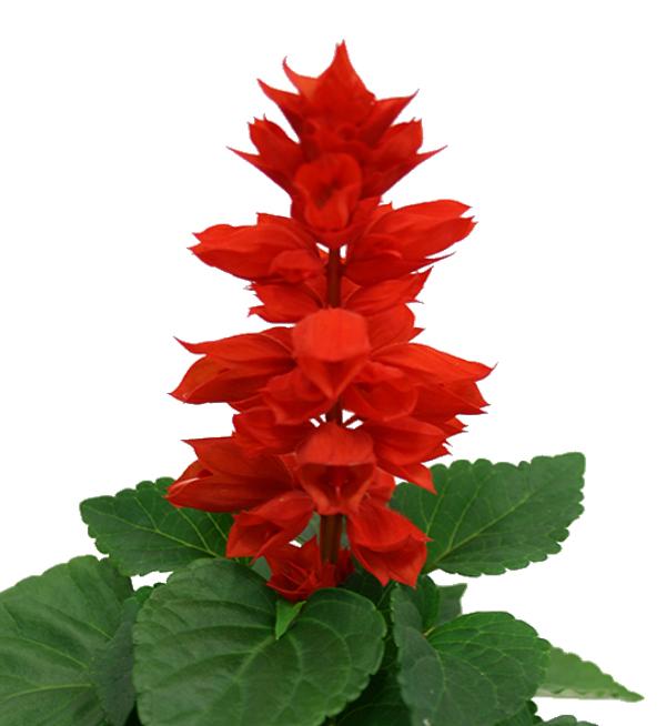 Matches Red