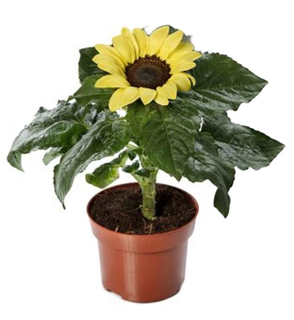 Helianthus annuus F1 Sunsation® Lemon