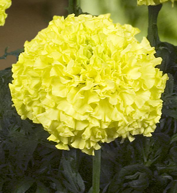 Tagetes erecta F1 Nosento Limegreen