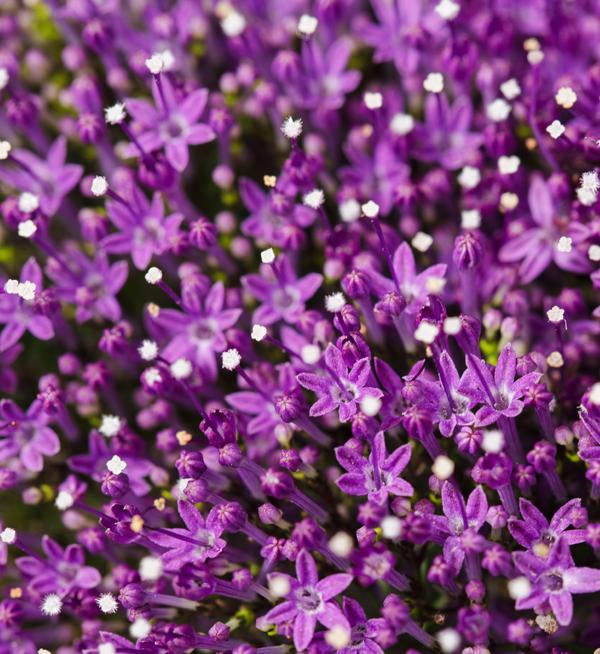 Supreme Early Purple 