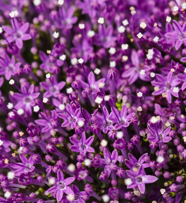 Supreme Purple 