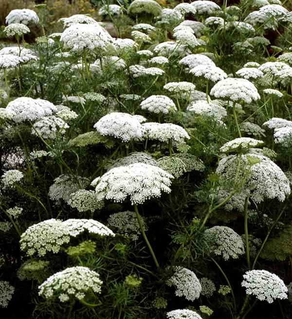 Ammi visnaga Green Mist