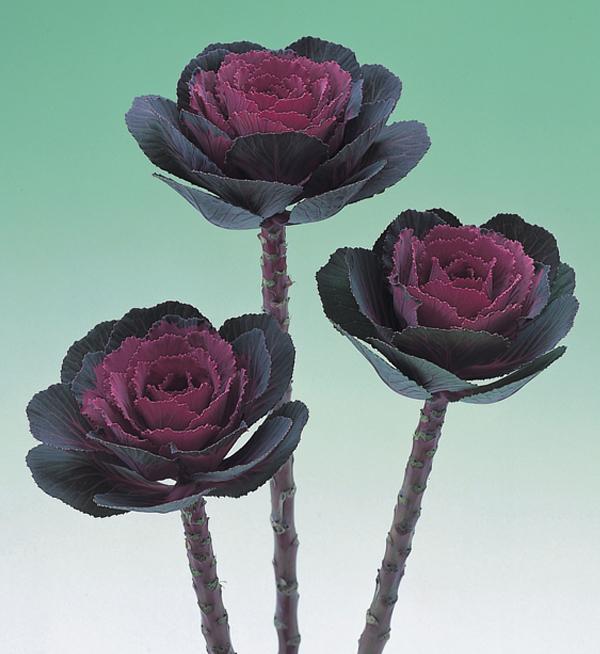 Brassica oleracea F1 Crane Rose