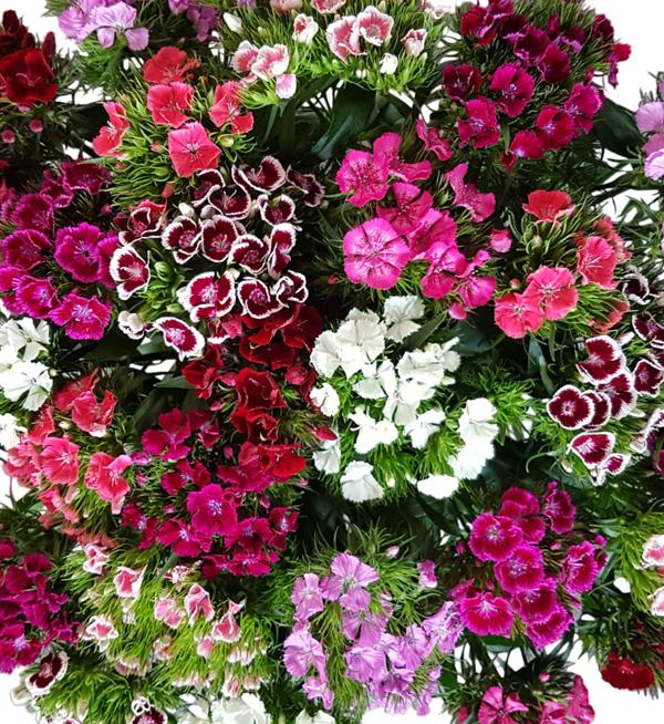 Dianthus barbatus F1 Barbarella (stek)