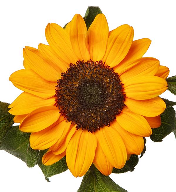 Helianthus annuus Tanja